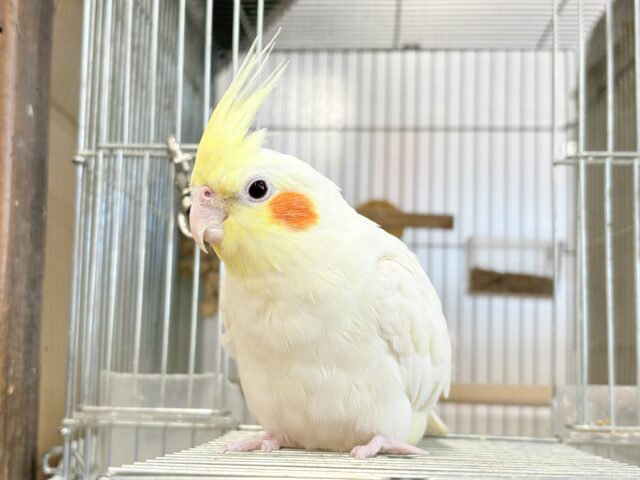 オカメインコ