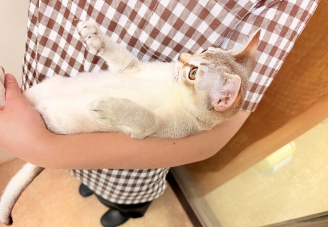 シンガプーラ(セピアアグーティ)男の子♫世界最小の猫ちゃん😼 シンガプーラ