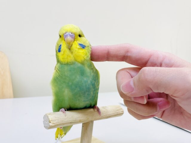 ジャンボセキセイインコ