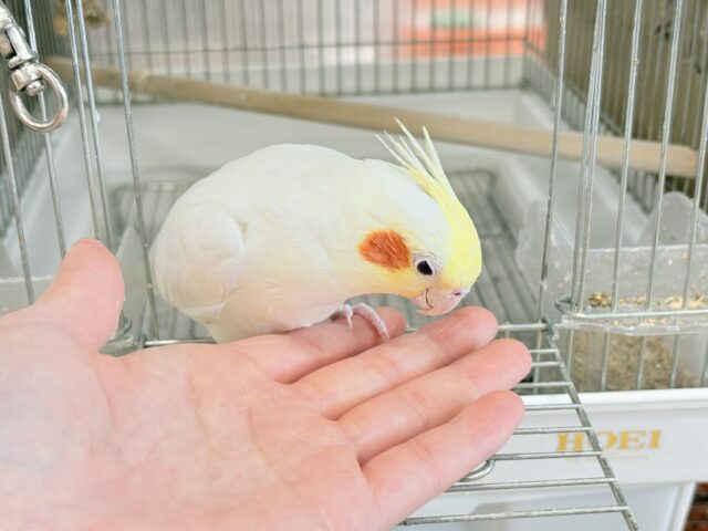 オカメインコ