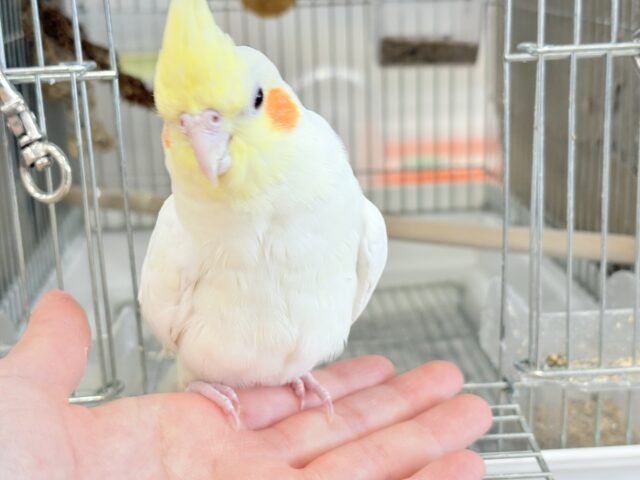 オカメインコ