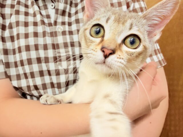 シンガプーラ(セピアアグーティ)男の子♫世界最小の猫ちゃん😼 シンガプーラ