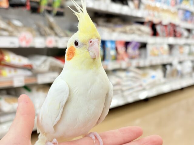 オカメインコ