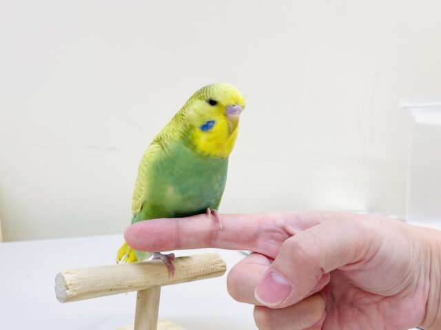 ジャンボセキセイインコ