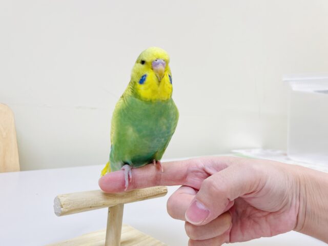 ジャンボセキセイインコ