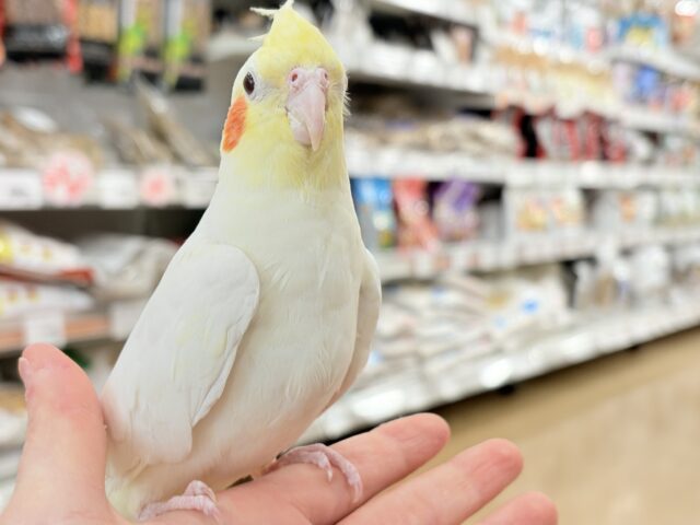 オカメインコ