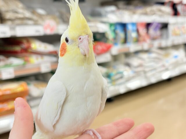 オカメインコ