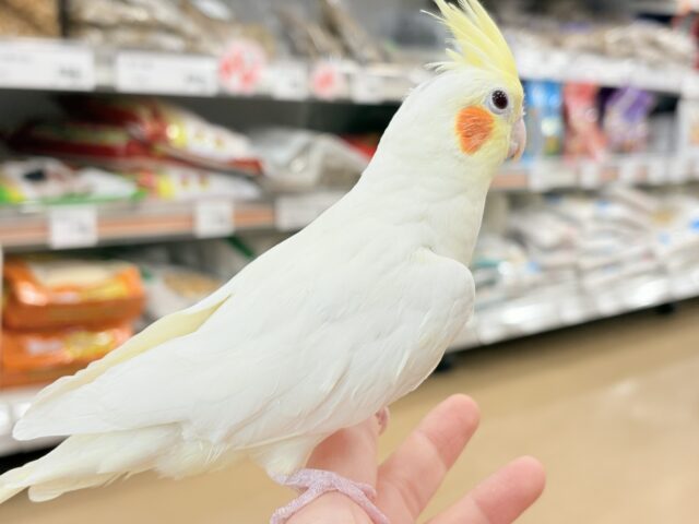 オカメインコ