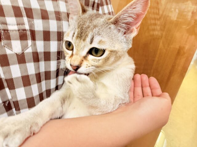 シンガプーラ(セピアアグーティ)男の子♫世界最小の猫ちゃん😼 シンガプーラ