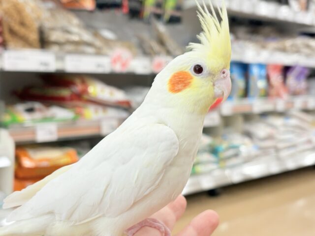 オカメインコ