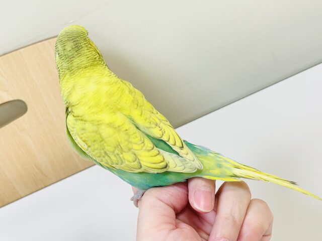 ジャンボセキセイインコ