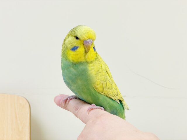 ジャンボセキセイインコ