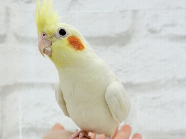 オカメインコ
