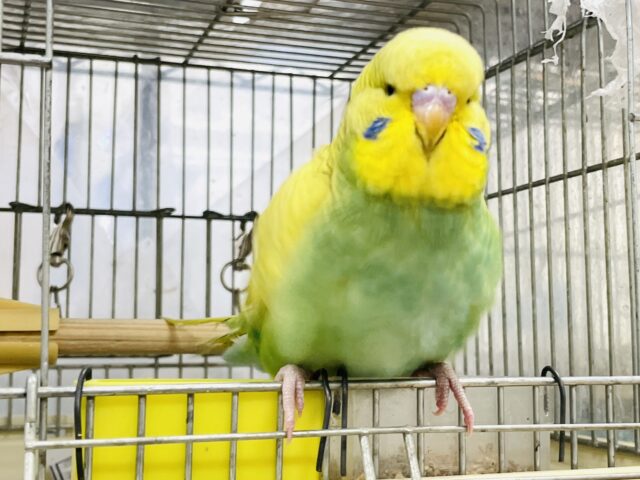 ジャンボセキセイインコ