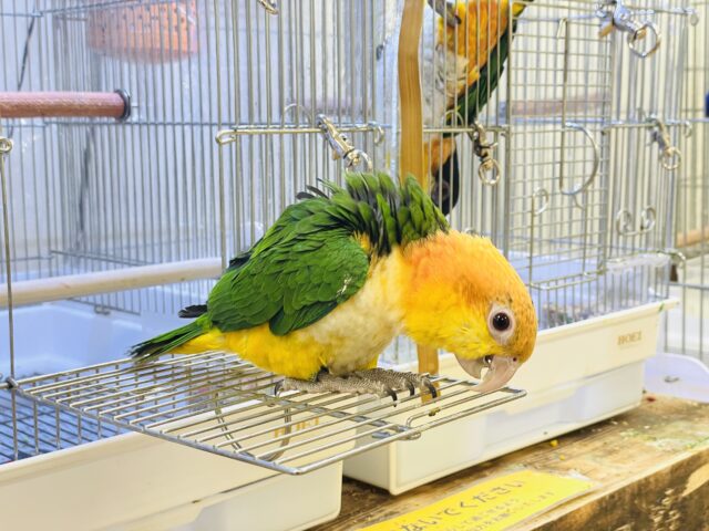 【最新画像】元気いっぱい成長中💛💚シロハラインコ(女の子)ヒナ シロハラインコ