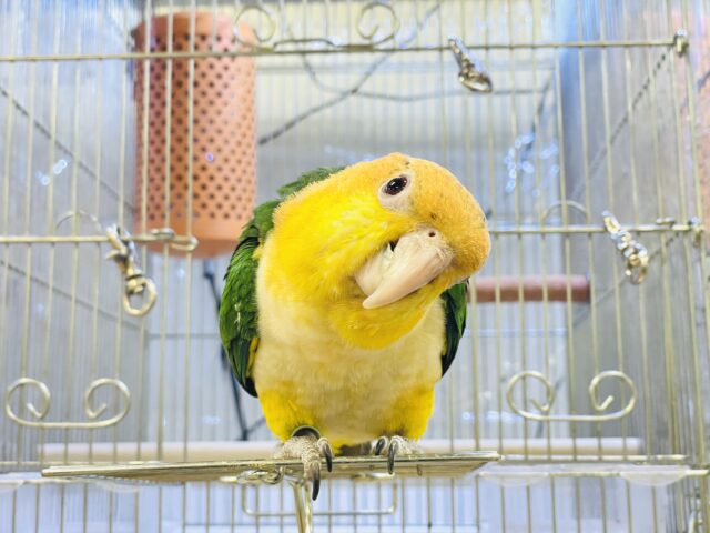 【最新画像】元気いっぱい成長中💛💚シロハラインコ(女の子)ヒナ シロハラインコ
