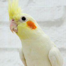 可愛らしい動きがクセになる♡オカメインコ(ルチノー)