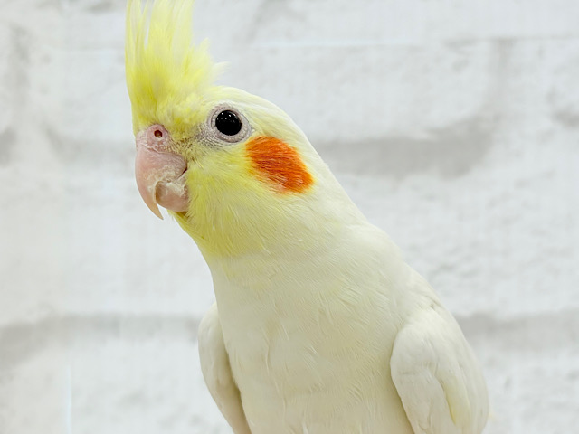 可愛らしい動きがクセになる♡オカメインコ(ルチノー)