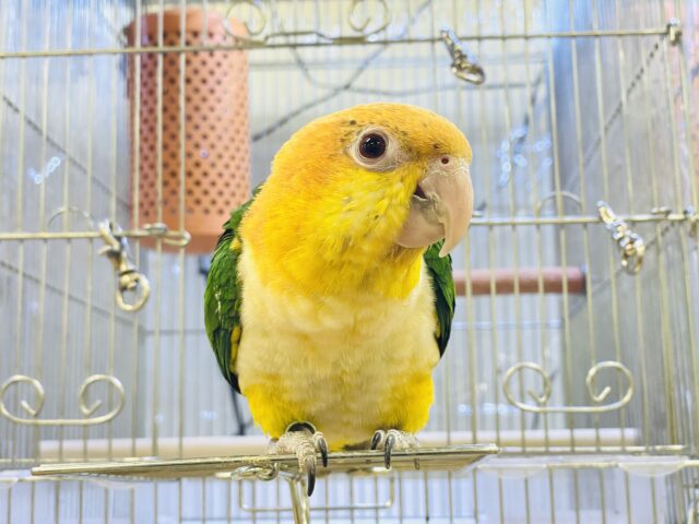 【最新画像】元気いっぱい成長中💛💚シロハラインコ(女の子)ヒナ シロハラインコ