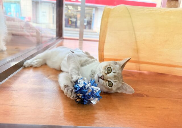 シンガプーラ(セピアアグーティ)男の子♫世界最小の猫ちゃん😼 シンガプーラ