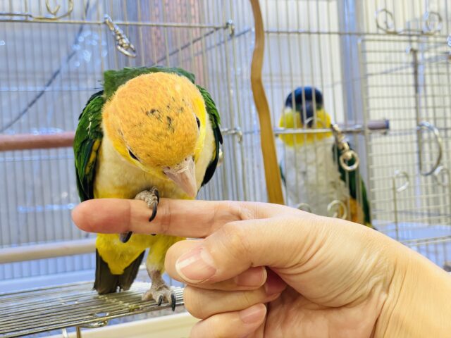 【最新画像】元気いっぱい成長中💛💚シロハラインコ(女の子)ヒナ シロハラインコ