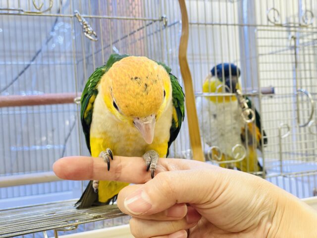 【最新画像】元気いっぱい成長中💛💚シロハラインコ(女の子)ヒナ シロハラインコ