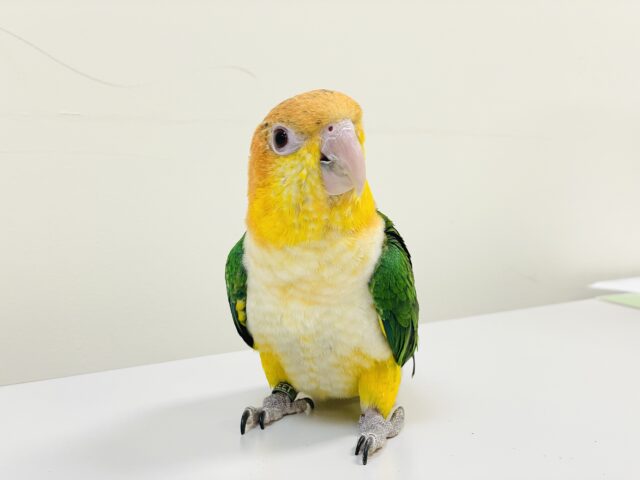 【最新画像】元気いっぱい成長中💛💚シロハラインコ(女の子)ヒナ シロハラインコ