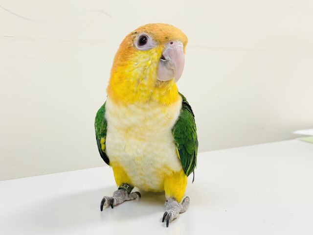【最新画像】元気いっぱい成長中💛💚シロハラインコ（女の子）ヒナ