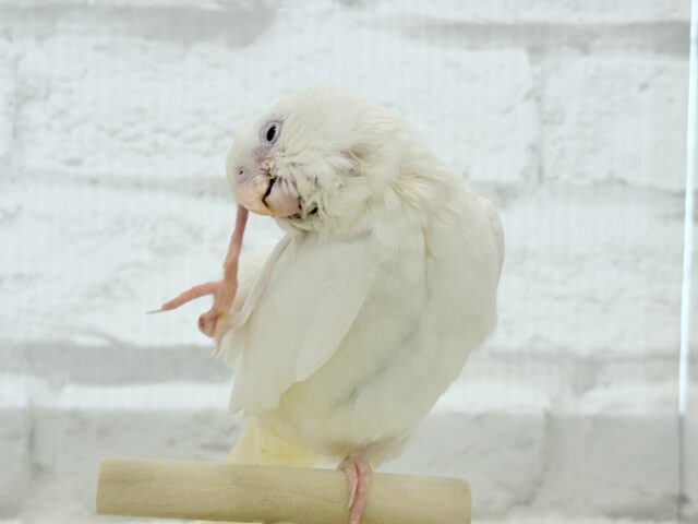 オカメインコ