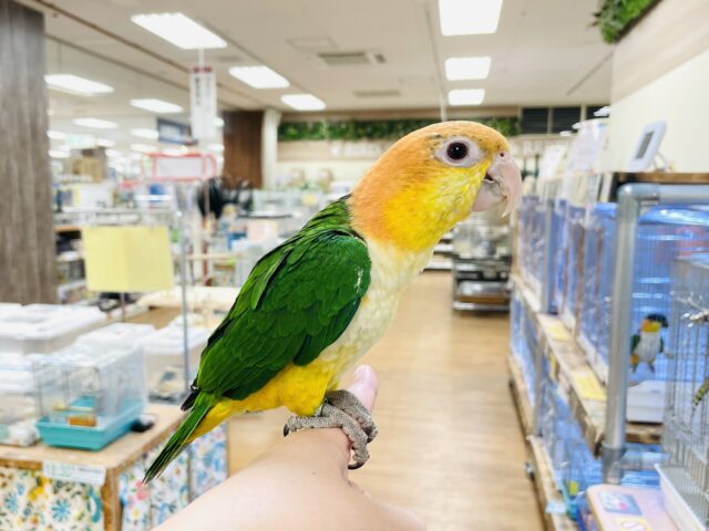 【最新画像】元気いっぱい成長中💛💚シロハラインコ(女の子)ヒナ シロハラインコ