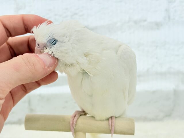オカメインコ