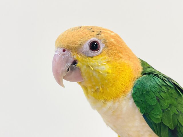 【最新画像】元気いっぱい成長中💛💚シロハラインコ(女の子)ヒナ シロハラインコ