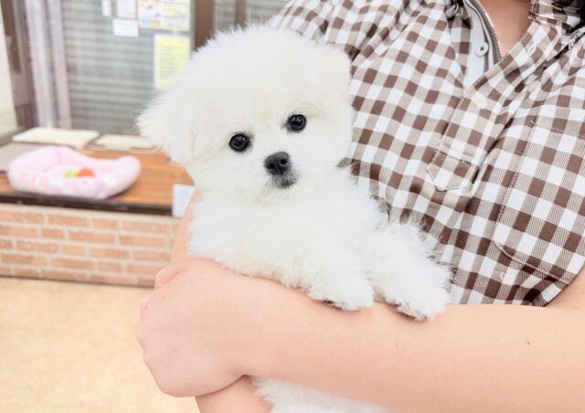 最新画像📸ハーフ犬（ペキニーズ✖️ビションフリーゼ）女の子♪ふわもこシュークリーム☁️