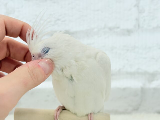 【最新画像更新🪄もうすぐひとり餌☆】未来が楽しみ♬*°うぶうぶちゃん🐣💗オカメインコ(ピュアホワイト) ヒナ オカメインコ