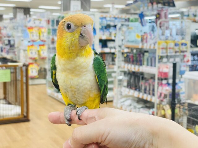 【最新画像】元気いっぱい成長中💛💚シロハラインコ(女の子)ヒナ シロハラインコ