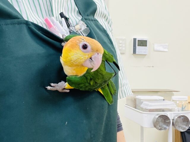 【最新画像】元気いっぱい成長中💛💚シロハラインコ(女の子)ヒナ シロハラインコ