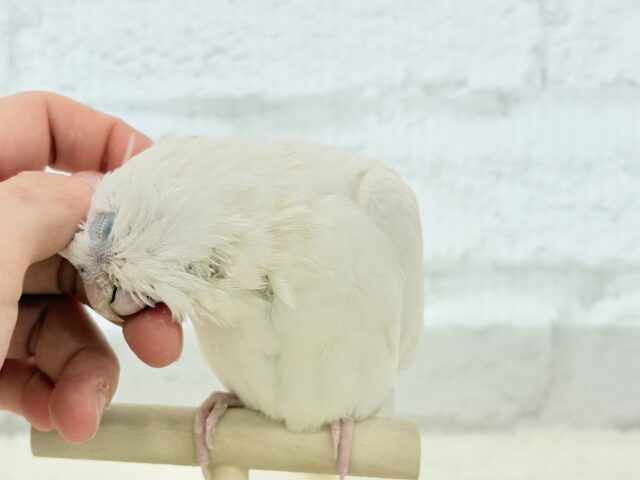 【最新画像更新🪄もうすぐひとり餌☆】未来が楽しみ♬*°うぶうぶちゃん🐣💗オカメインコ(ピュアホワイト) ヒナ オカメインコ