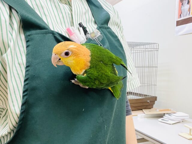 【最新画像】元気いっぱい成長中💛💚シロハラインコ(女の子)ヒナ シロハラインコ