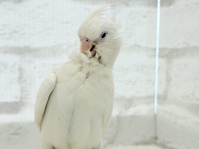 オカメインコ