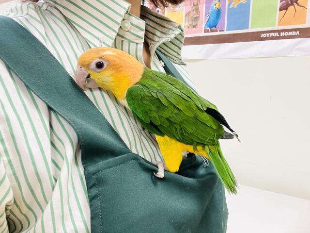【最新画像】元気いっぱい成長中💛💚シロハラインコ(女の子)ヒナ シロハラインコ