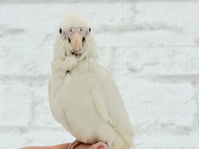 【最新画像更新🪄もうすぐひとり餌☆】未来が楽しみ♬*°うぶうぶちゃん🐣💗オカメインコ(ピュアホワイト) ヒナ オカメインコ