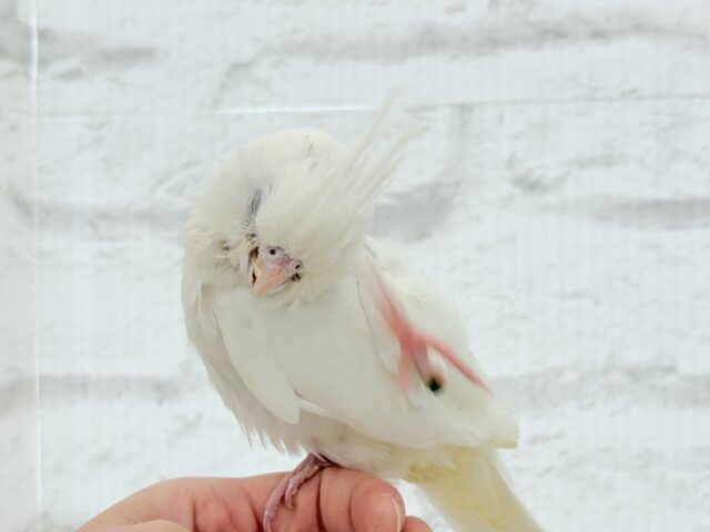 【最新画像更新🪄もうすぐひとり餌☆】未来が楽しみ♬*°うぶうぶちゃん🐣💗オカメインコ(ピュアホワイト) ヒナ オカメインコ