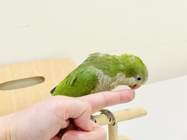 【最新画像】カキカキ時のうっとり顔がたまりません💚オキナインコ(ノーマル) オキナインコ