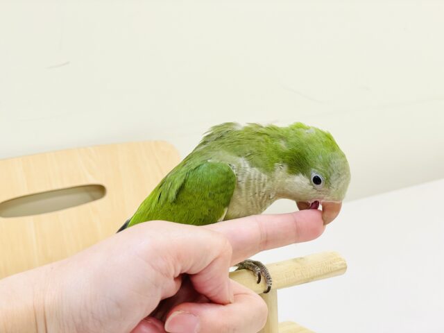 【最新画像】カキカキ時のうっとり顔がたまりません💚オキナインコ(ノーマル) オキナインコ