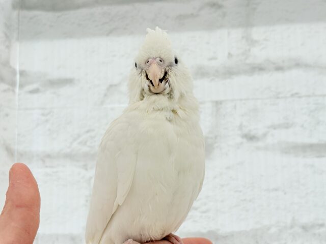 【最新画像更新🪄もうすぐひとり餌☆】未来が楽しみ♬*°うぶうぶちゃん🐣💗オカメインコ(ピュアホワイト) ヒナ オカメインコ