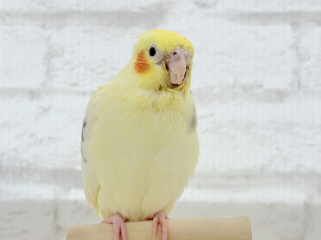 【最新画像更新🪄】個性的な羽色🐣🪶✨オカメインコ(ヘビーパイド) ヒナ オカメインコ