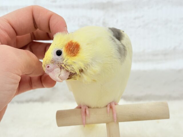 【最新画像更新🪄】個性的な羽色🐣🪶✨オカメインコ(ヘビーパイド) ヒナ オカメインコ