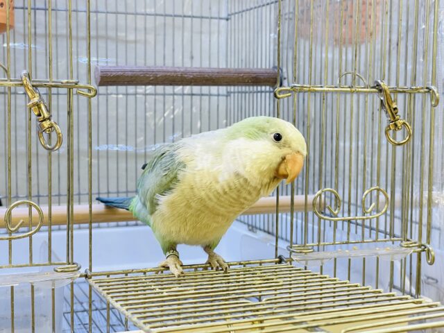 オキナインコ