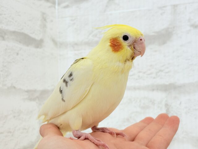 オカメインコ