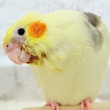 【最新画像更新🪄】個性的な羽色🐣🪶✨オカメインコ(ヘビーパイド) ヒナ